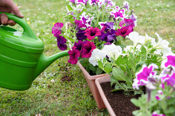 gardener watering transplanted petunias from watering can, seasonal garden work
