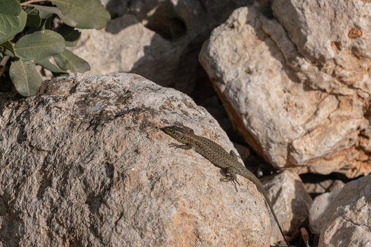 Lizard crawling on rocks. Sunbathing reptile. The wild nature.