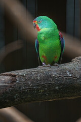 Swift parrot
