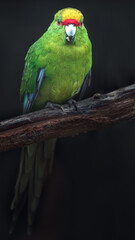 Yellow-crowned parakeet