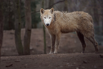 Arctic wolf