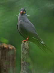 Inca tern