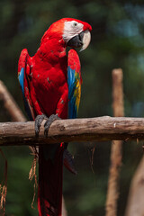 Scarlet macaw