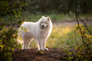 White fluffy Samoyed in nature in green forest. Traveling with pets. dog smiles, pulled out tongue