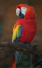 Naklejka premium Scarlet macaw