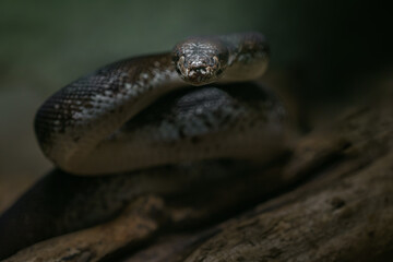 Macklot's python
