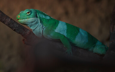 Fiji banded iguana