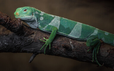 Fiji banded iguana