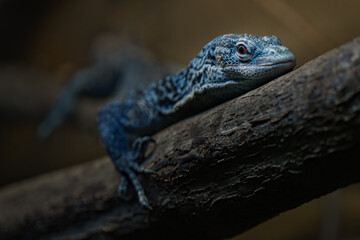 Blue Speckled Tree Monitor