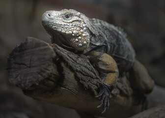 Cuban rock iguana