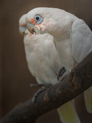 Little corella