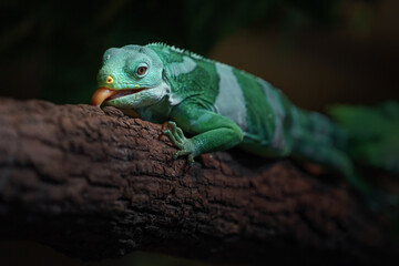Fiji banded iguana