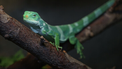 Fiji banded iguana