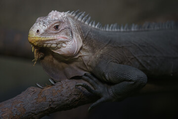 Lesser Antillean iguana