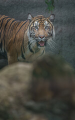 Sumatran tiger