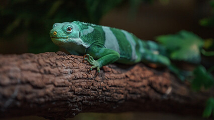Fiji banded iguana