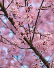 pink cherry blossom