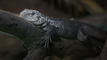Baker's spinytail iguana