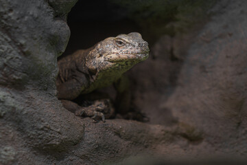 Common chuckwalla