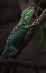 Plumed basilisk