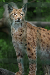 Eurasian lynx