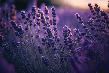 Violet lavender field. AI generation