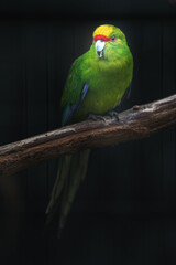 Yellow-crowned parakeet