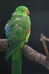 Red-winged parrot