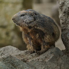Alpine marmot