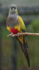 Burrowing parrot