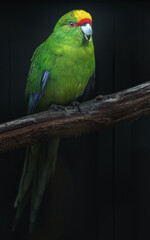 Yellow-crowned parakeet