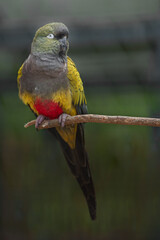 Burrowing parrot