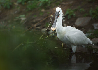 Eurasian spoonbill