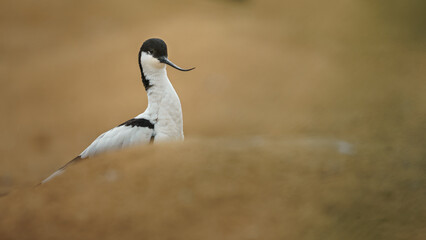 Pied avocet