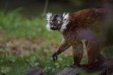 Red-fronted lemur