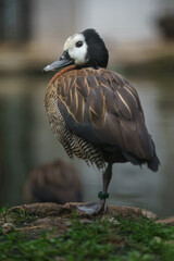 White-faced whistling duck