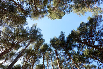 Fototapeta premium Bosque y naturaleza