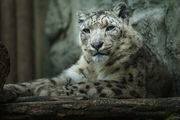 Snow leopard (Irbis)