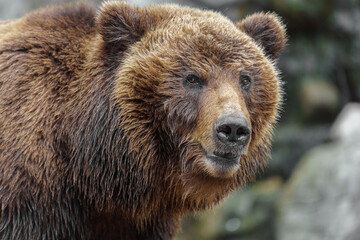 Kamchatka brown bear