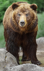 Obraz na płótnie Canvas Kamchatka brown bear