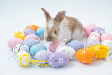 Fluffy rabbit in a basket with easter eggs isolated on white. Easter Bunnies.