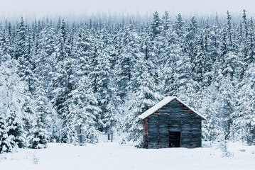 Old wooden barn in front of snow covered forest - obrazy, fototapety, plakaty