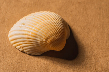 Sea shell of molluscs closeup - orderly structure of the skeleton