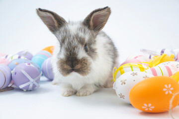 Fluffy rabbit in a basket with easter eggs isolated on white. Easter Bunnies.