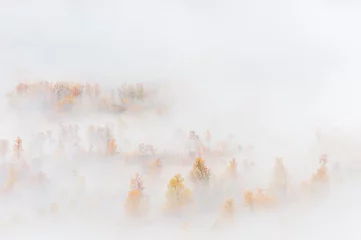 Foto op Plexiglas Sprookjesbos Mist at forest with autumn colors