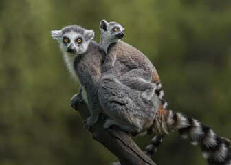 Ring-tailed lemur © Josef