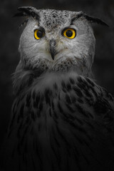 Eurasian eagle-owl