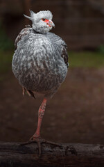 Southern screamer