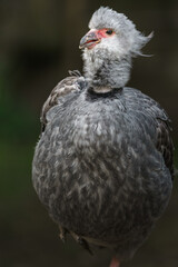 Southern screamer