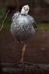 Southern screamer